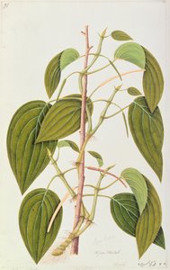 बेतक लीफ, मलक्का के औषधीय पौधों की पचासवीं ड्रॉइंग, खंड 1, c.1805-18 (कागज पर wc) द्वारा चीनी स्कूल