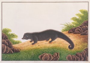 मलक्का से पशु, कीड़े और सरीसृपों के चित्रण से Binturong, c.1805-18 (कागज पर wc और gouache) द्वारा चीनी स्कूल