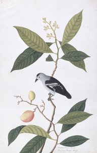बोआ नावा हवा, माल्स्का से पक्षियों के चित्र, c.1805-18 (कागज पर wc) द्वारा चीनी स्कूल
