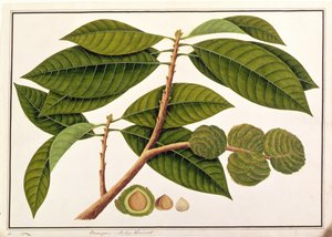 मलक्का से पौधों के चित्र से, चोकर या मलय चेस्टनट, c.1805-18 (कागज पर wc) द्वारा चीनी स्कूल