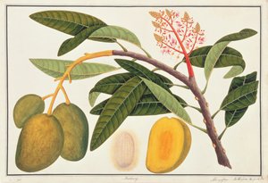 बुआहांग मंगिफेरा, मलक्का से पौधों के चित्र से, c.1805-18 (कागज पर wc) द्वारा चीनी स्कूल