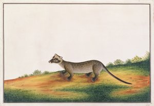 मलाका से पशुओं, कीड़ों और सरीसृपों के सामान्य पाम सीवेट, c.1805-18 (कागज पर gouache और wc) द्वारा चीनी स्कूल