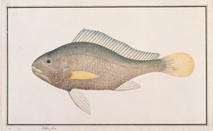 मलाकर से मछलियों के चित्रकार, c.1805-18 (कागज पर wc) द्वारा चीनी स्कूल