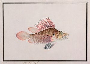 मलक्का से मछलियों के चित्रण से ईकन लीनकह सिंघा, c.1805-18 (कागज पर wc) द्वारा चीनी स्कूल