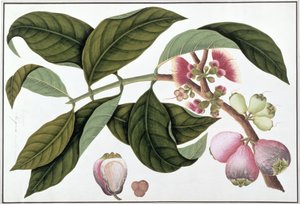 यूजेनिया या जेम्बो टेलोई पूटे, मलक्का से पौधों के चित्र से, c.1805-18 (कागज पर wc) द्वारा चीनी स्कूल