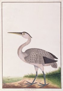 मलक्का से पक्षियों के चित्र से ग्रे हेरॉन, c.1805-18 (कागज पर wc) द्वारा चीनी स्कूल