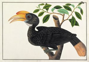 केके, मलक्का से पक्षियों के चित्र से, c.1805-18 (कागज पर wc) द्वारा चीनी स्कूल
