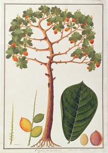 मलपका से पौधों के चित्र से क्लैपंग टर्मिनलिया मोलुकाना या मलय बादाम, c.1805-18 (कागज पर wc) द्वारा चीनी स्कूल