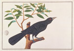 मलक्का से पक्षियों के चित्र से कोएल, c.1805-18 (कागज पर wc) द्वारा चीनी स्कूल