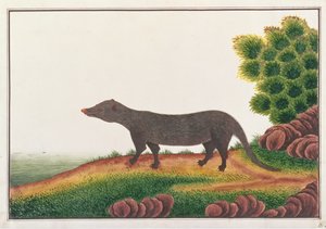 मलक्का से ड्रॉइंग ऑफ एनिमल्स, कीड़ों और सरीसृपों का मोंगोज़, c.1805-18 (कागज पर गौचे और wc) द्वारा चीनी स्कूल