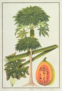 पपीता, द पापाऊ या काइका पपीता, मलक्का से पौधों के चित्र से, c.1805-18 (कागज पर wc) द्वारा चीनी स्कूल