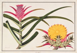पाइनएप्पल या ब्रोमेलिया, मलक्का से पौधों के चित्र से, c.1805-18 (कागज पर wc)