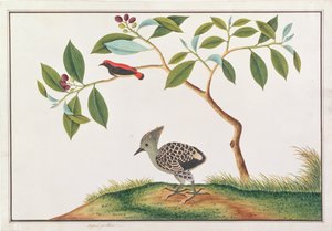 ग्रे-एंड-बफ कठफोड़वा के साथ स्कार्लेट-समर्थित फ्लावरपेकर, मल्का से पक्षियों के चित्र से, c.1805-18 (कागज पर wc)