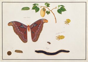 मलक्का से पशु, कीड़े और सरीसृप के चित्र से छह आर्थ्रोपोड, c.1805-18 (कागज पर wc और gache