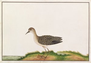 मलक्का से पक्षियों के चित्र से लकड़ी सैंडपाइपर, c.1805-18 (कागज पर wc)