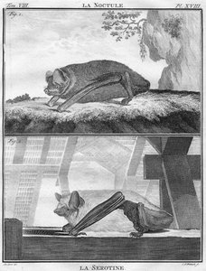 ला नोक्टुले एंड ला सेरोटिन, c1763।