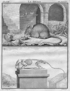 माउस, c1763।
