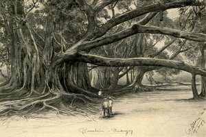 Buitenzorg, Java, 1898 में विशालकाय पेड़। द्वारा क्रिश्चियन विल्हेम एलर्स