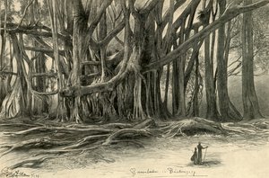Buitenzorg, Java, 1898 में विशालकाय पेड़।