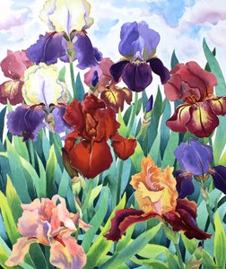 Glemsford Irises द्वारा क्रिस्टोफर रायलैंड