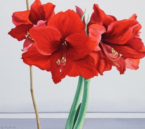 लाल Amaryllis (कागज पर पानी के रंग का)