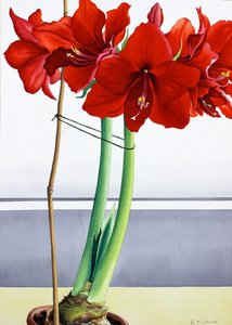 लाल Amaryllis 2 (कागज पर पानी के रंग का) द्वारा क्रिस्टोफर रायलैंड