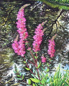 जंगली Loosestrife (कागज पर पानी के रंग) द्वारा क्रिस्टोफर रायलैंड
