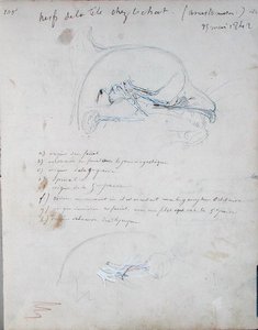 एक बिल्ली के सिर में तंत्रिका तंत्र, मई 1842 (कागज पर पेंसिल) द्वारा क्लाउड बर्नार्ड