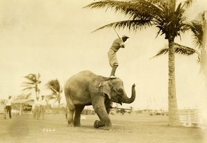 2 मई 1927 को रोजी द एलीफैंट, मियामी बीच पर खड़े गोल्फर