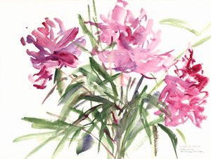 Peonies, 2004 (जल रंग) द्वारा क्लाउडिया हचिंस पुचैवी