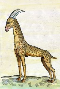 ला जिराफ। कॉनराड गेसनर द्वारा हिस्टोरिया एनिमलियम में (1516 - 1565) (लघु)