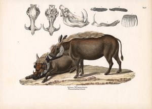  द्वारा कॉनराड कुल्लू