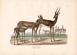  द्वारा कॉनराड कुल्लू