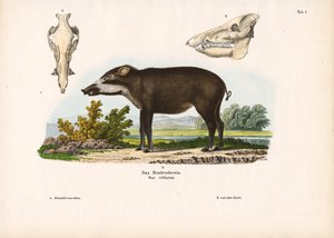  द्वारा कॉनराड कुल्लू