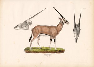  द्वारा कॉनराड कुल्लू