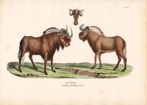  द्वारा कॉनराड कुल्लू