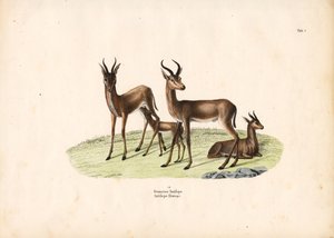  द्वारा कॉनराड कुल्लू