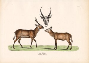  द्वारा कॉनराड कुल्लू