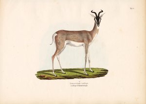  द्वारा कॉनराड कुल्लू