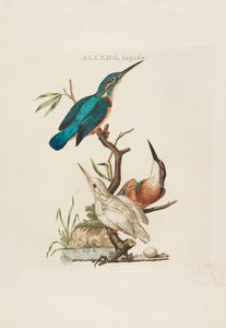डच पक्षी: उनके घर, वायु और गुणों के अनुसार, 1770-1829। द्वारा कुरनेलियुस नोज़मैन