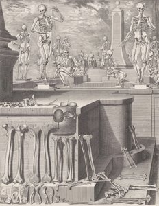अप्रकाशित 'एटलस एनाटोमिको' के लिए प्लेट, प्लेट सीए। 1680-9..., प्लेट सीए। 1680-94, 1740 मुद्रित। द्वारा क्रिसोस्टोमो मार्टिनेज