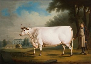 'द नन्नौ ऑक्स', 1824