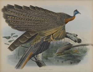 Argusianus Greii (रंग लिथो) द्वारा डेनियल गिरौद और गोल्ड जॉन इलियट