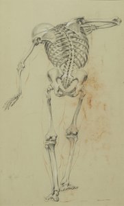 कंकाल अध्ययन, c.1848 (चाक और टैन पेपर पर क्रेयॉन पेपरबोर्ड पर चढ़कर) द्वारा डैनियल हंटिंगटन