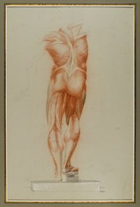 Écorché (चित्रा अध्ययन का मांसलता), c.1848 (कागज पर चाक और ग्रेफाइट) द्वारा डैनियल हंटिंगटन