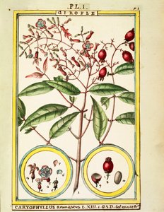 लौंग (Caryophyllus Aromaticus), जल रंग Delahaye