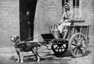 बेल्जियम के एक दूधवाले ने अपने सुबह के दौर, बेल्जियम, 1922। द्वारा डोनाल्ड मैकलेश
