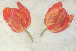 ट्यूलिप का अध्ययन, c.1830 (कागज पर तेल) द्वारा डच स्कूल