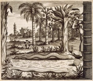 चीन से स्टोन स्नेक, अथानसियस किरचर (1601-80) 1667 द्वारा प्रकाशित द्वारा डच स्कूल