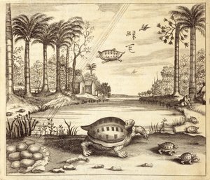 अथानसियस किरचर (1601-80) 1667 द्वारा चित्रित चीन से कछुए के अंडे की हैचिंग द्वारा डच स्कूल